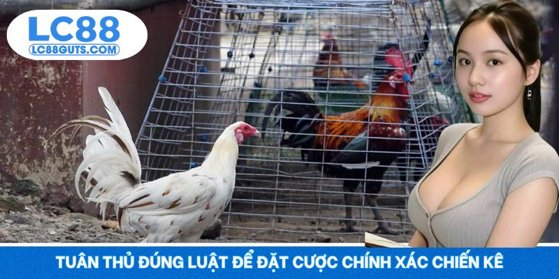 Đá Gà Trực Tiếp Thomo LC88 – Trận Đấu Chiến Kê Thép 7 Tuân thủ đúng luật để đặt cược chính xác chiến kê